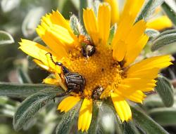 Click image for larger version. 

Name:	flower_eating_insects.jpg 
Views:	497 
Size:	87.2 KB 
ID:	549