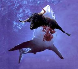 Click image for larger version. 

Name:	shark-attack.jpg 
Views:	432 
Size:	16.4 KB 
ID:	110