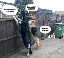 Click image for larger version. 

Name:	doggy detectives.jpg 
Views:	340 
Size:	33.0 KB 
ID:	4942