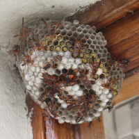 Name:  wasps_nest_1.JPG
Views: 12814
Size:  69.2 KB