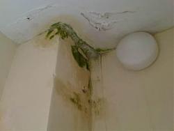 Click image for larger version. 

Name:	Water damage 1 C.jpg 
Views:	391 
Size:	16.4 KB 
ID:	2184