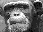 Name:  Monkey.gif
Views: 2694
Size:  31.2 KB