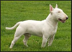 Click image for larger version. 

Name:	English bull terrier.jpg 
Views:	1059 
Size:	24.7 KB 
ID:	5949
