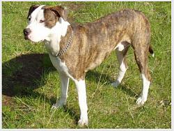 Click image for larger version. 

Name:	American Pit Bull Terrier.jpg 
Views:	333 
Size:	26.4 KB 
ID:	5950