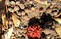 Click image for larger version. 

Name:	Red bugs at Mohlatse Fig - history.JPG.jpg 
Views:	322 
Size:	100.3 KB 
ID:	7567