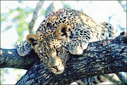 Click image for larger version. 

Name:	Leopard, Kruger National Park.jpg 
Views:	210 
Size:	43.6 KB 
ID:	853