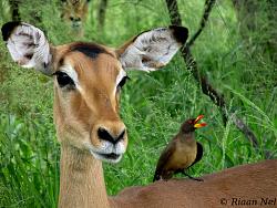 Click image for larger version. 

Name:	Impala.jpg 
Views:	357 
Size:	85.1 KB 
ID:	4957