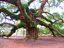 Click image for larger version. 

Name:	best-picture-gallery-nature-tree-angel-oak2-rasears-mod.jpg 
Views:	223 
Size:	102.1 KB 
ID:	4185