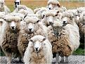 Click image for larger version

Name:	sheepwolf.jpg
Views:	453
Size:	46.9 KB
ID:	260689