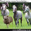 Click image for larger version

Name:	sheep-horses.jpg
Views:	525
Size:	84.6 KB
ID:	268498