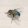 Click image for larger version

Name:	Housefly 2.jpg
Views:	636
Size:	4.1 KB
ID:	268525