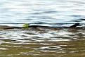 Click image for larger version

Name:	frog-rides-a-snake.jpg
Views:	287
Size:	93.3 KB
ID:	268650
