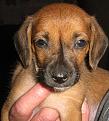 Click image for larger version

Name:	pup.jpg
Views:	479
Size:	70.2 KB
ID:	268787