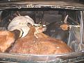 Click image for larger version

Name:	stolen car cows 2.jpg
Views:	410
Size:	78.4 KB
ID:	269026