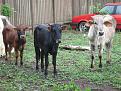 Click image for larger version

Name:	stolen car cows 4.jpg
Views:	399
Size:	97.0 KB
ID:	269028